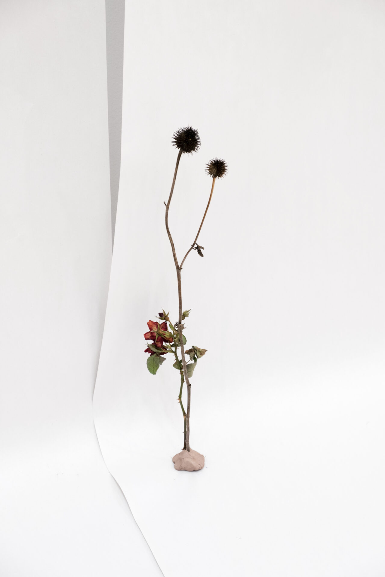 Eve-Tagny-Funeral-Garden