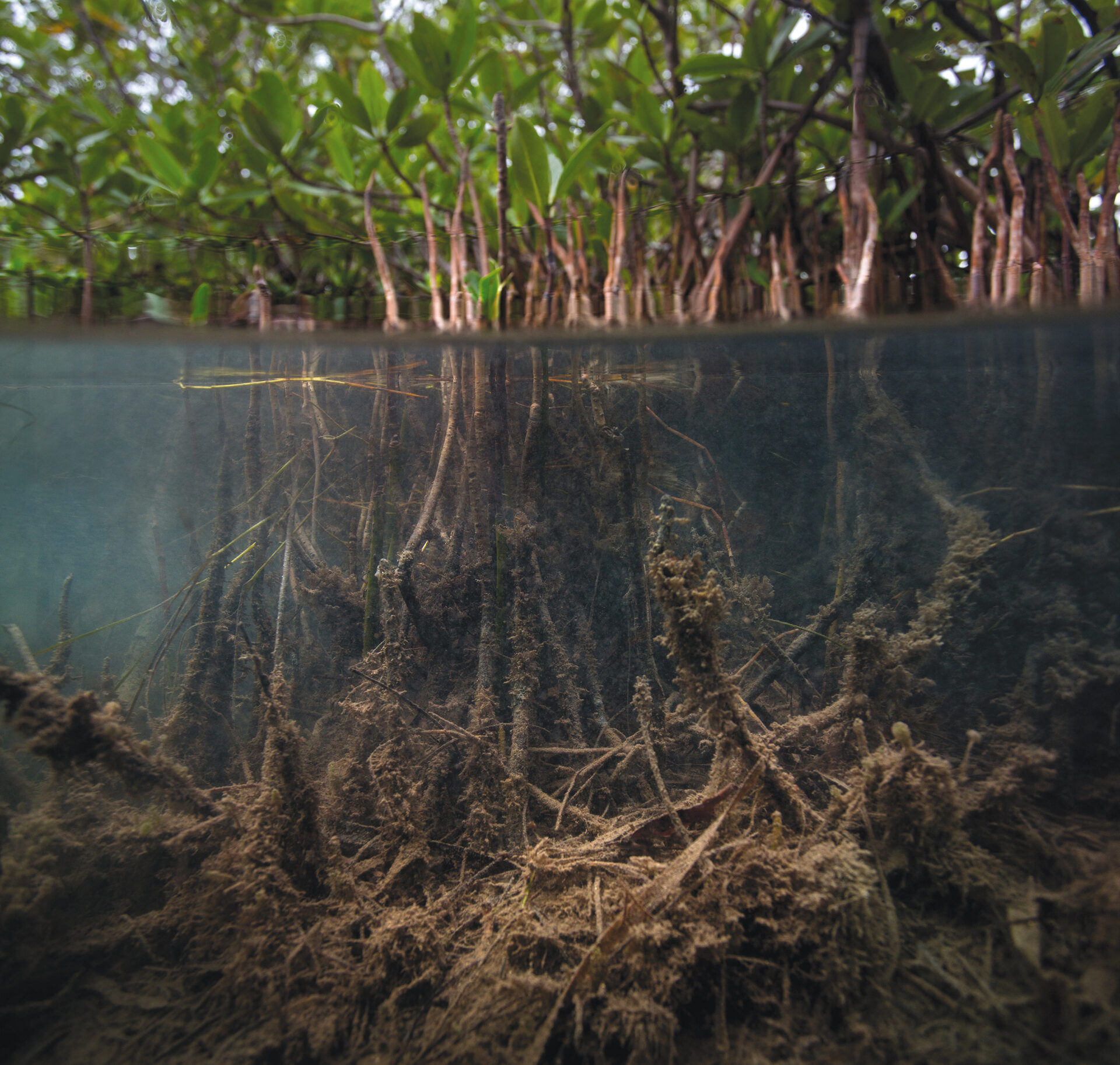 Isabelle-Hayeur_RacinesMangrove