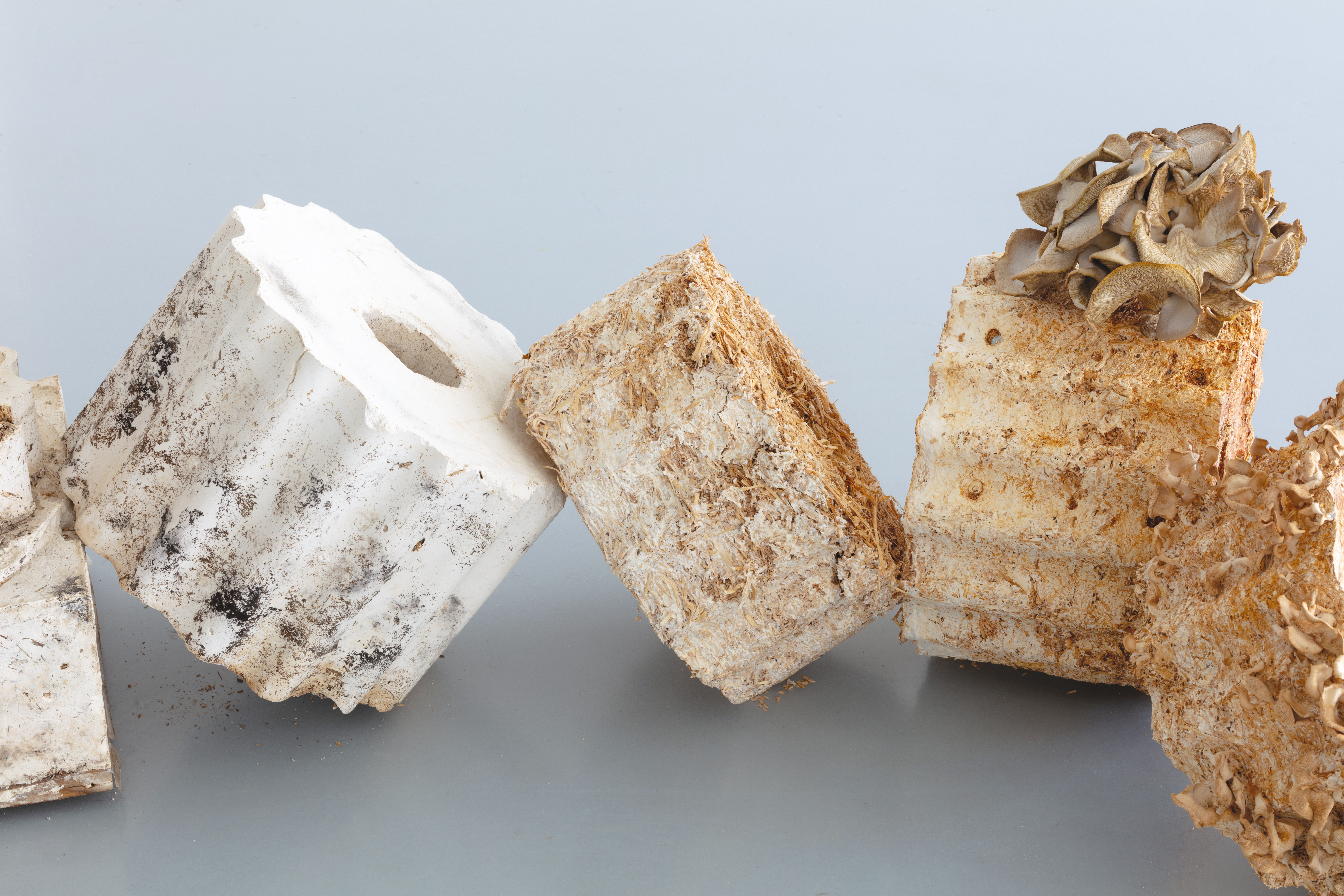 Sara Manente, Deborah Robbiano & Sébastien Tripod RUINED, 2024.