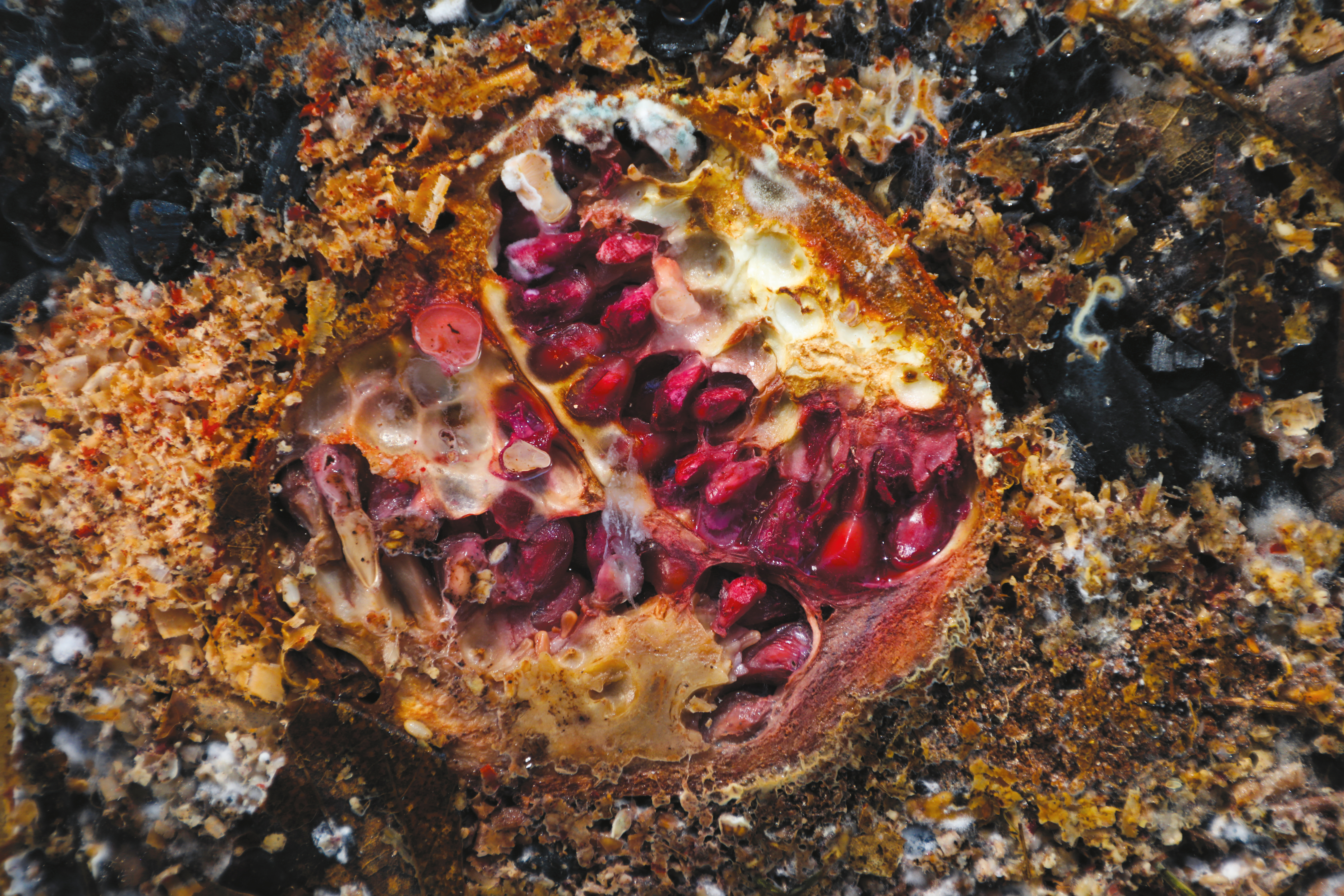 Antoine Racine terraformations, 2025.