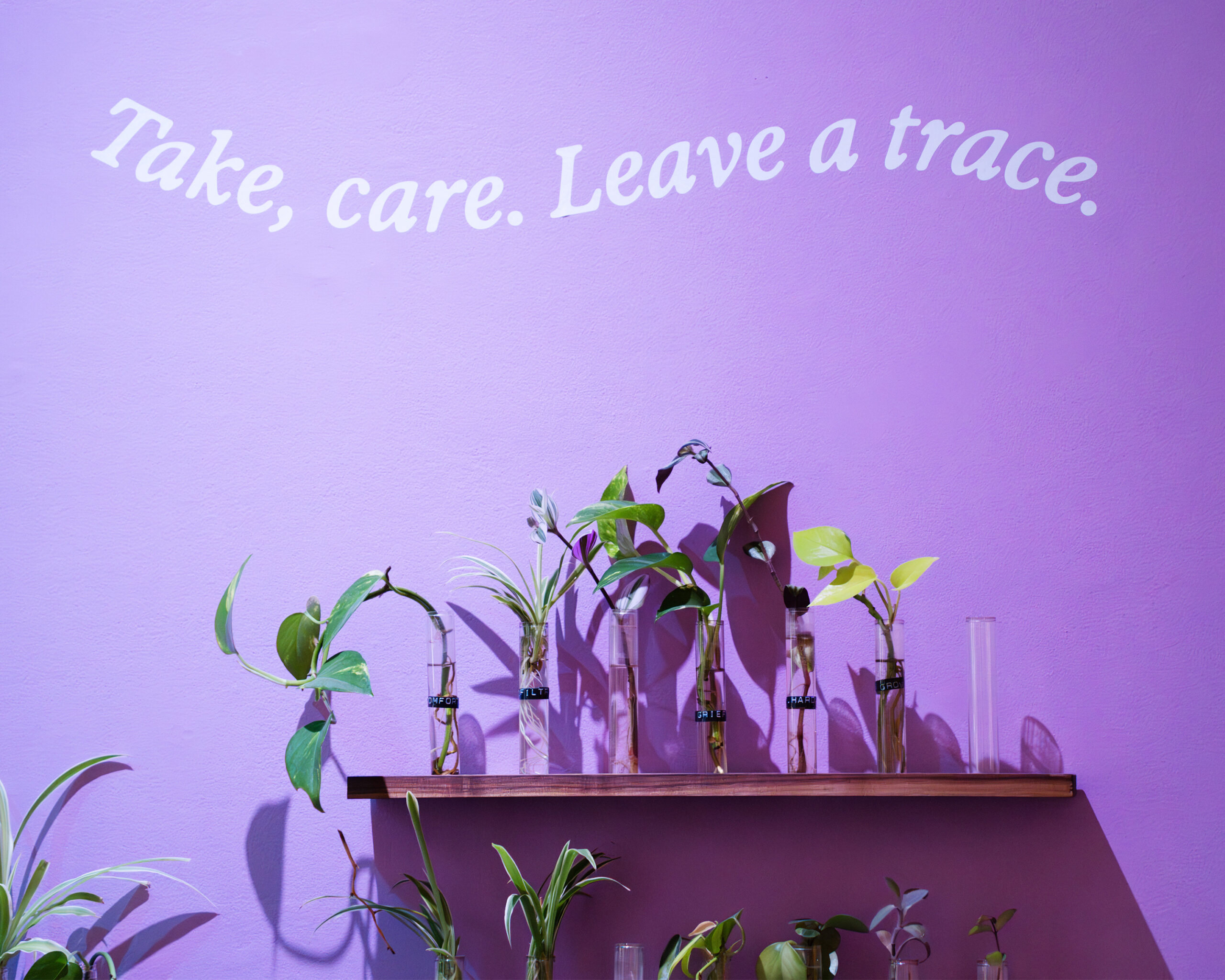 Salima Punjani, Companion Plants